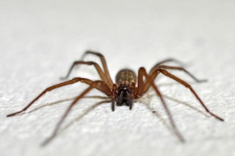 ¡CUIDADO CON LA ARAÑA DEL RINCÓN ESTE VERANO! – El Canal de Valdivia